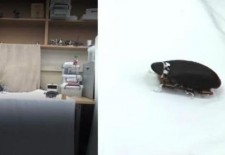 “蟑螂机器人”问世！而且能跳到1.6米高