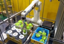 机器人变身切菜能手 受到各加工厂青睐